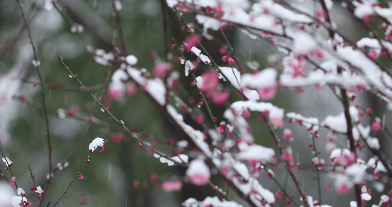 冬季大雪之下盛开的红梅视频素材