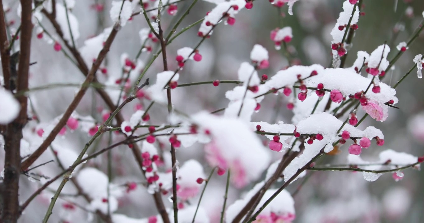 冬季大雪之下盛开的红梅视频素材