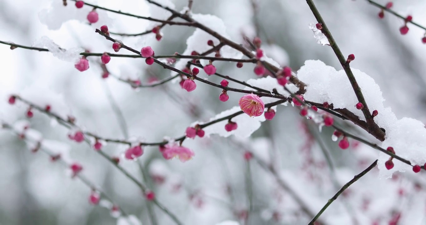 冬季大雪之下盛开的红梅视频素材