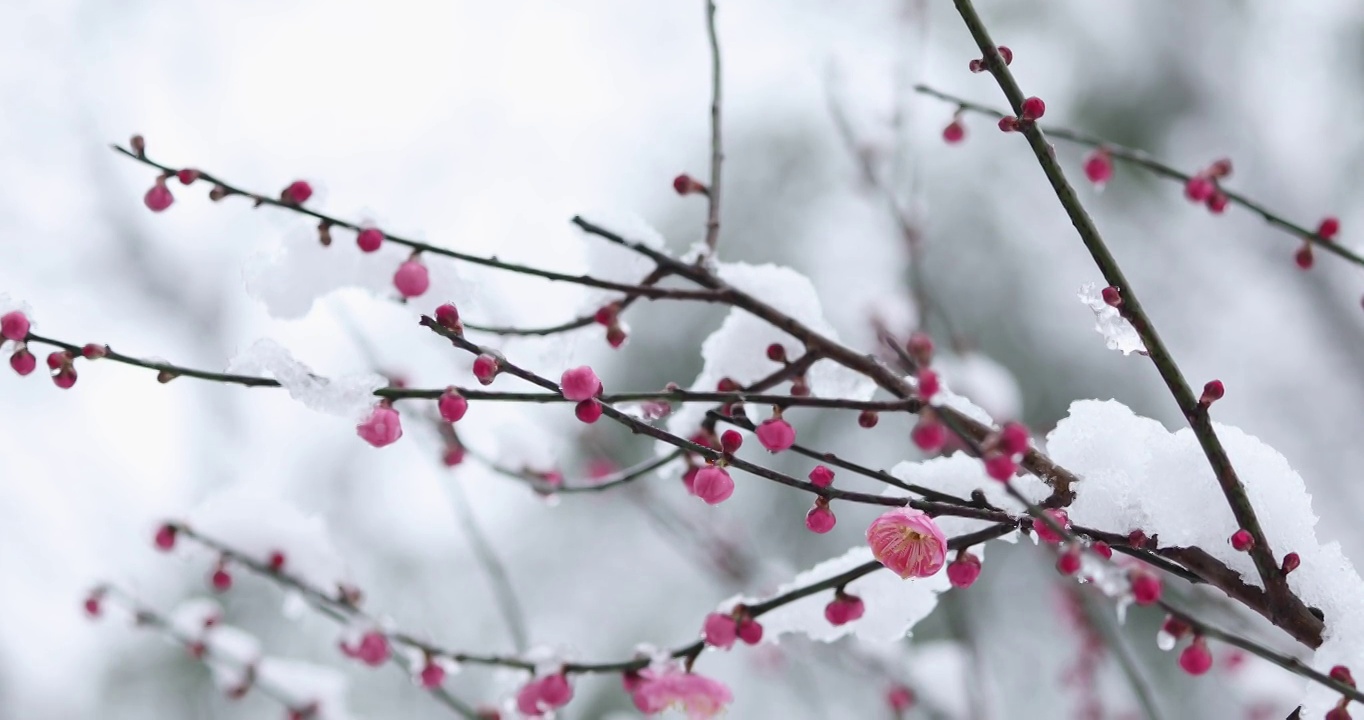 冬季大雪之下盛开的红梅视频素材