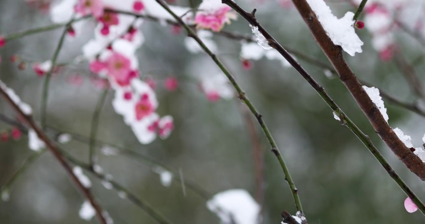 冬季大雪之下盛开的红梅视频素材