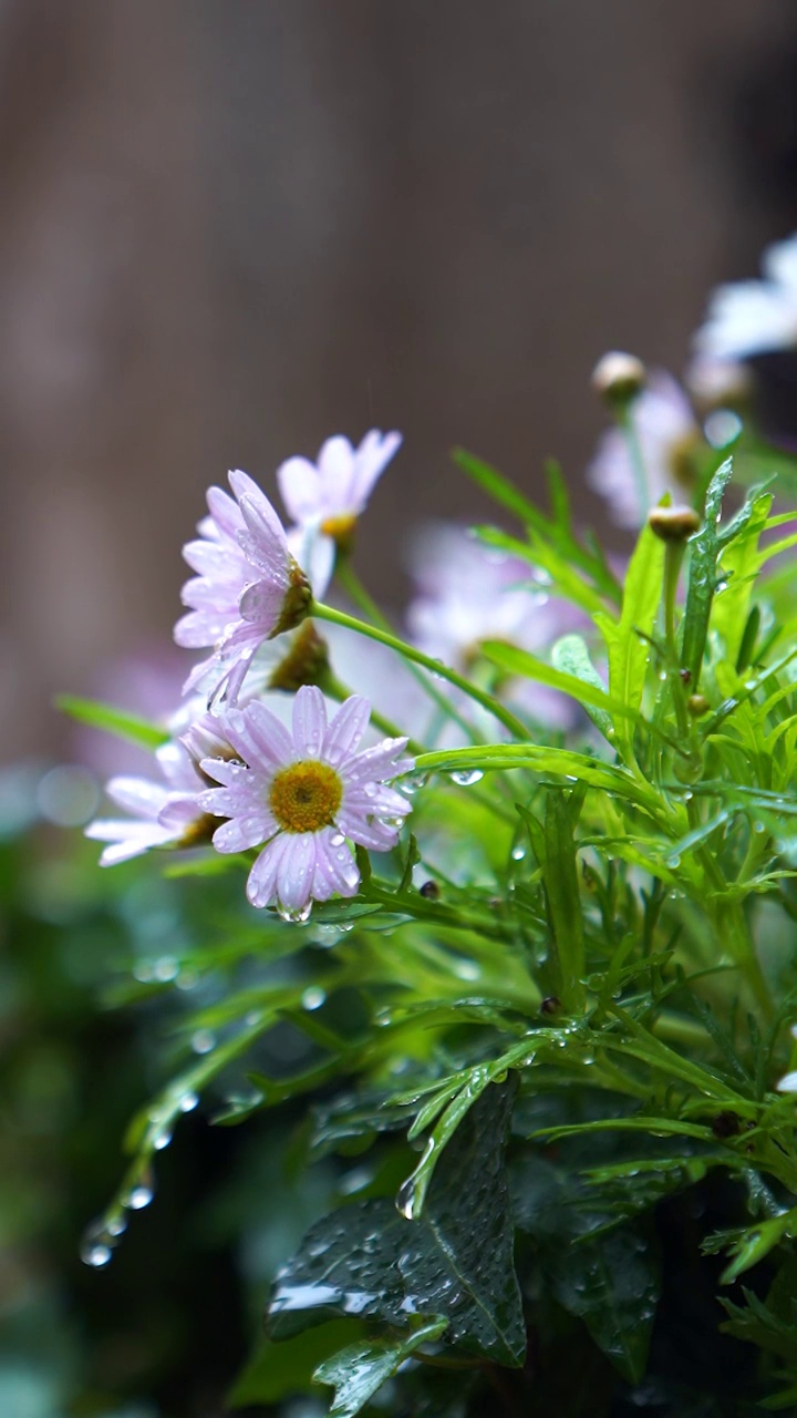 雨中花视频素材