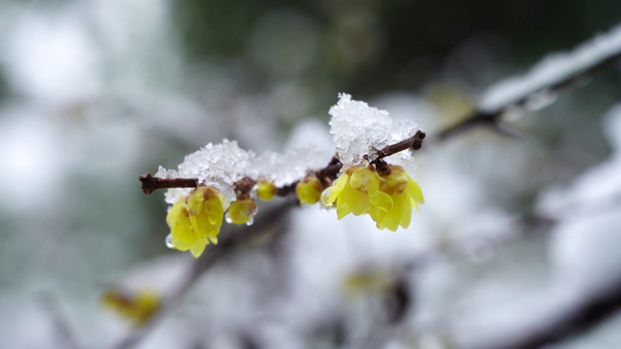 冬末春初新年风雪中开放的腊梅，被雪花覆盖的腊梅花视频素材