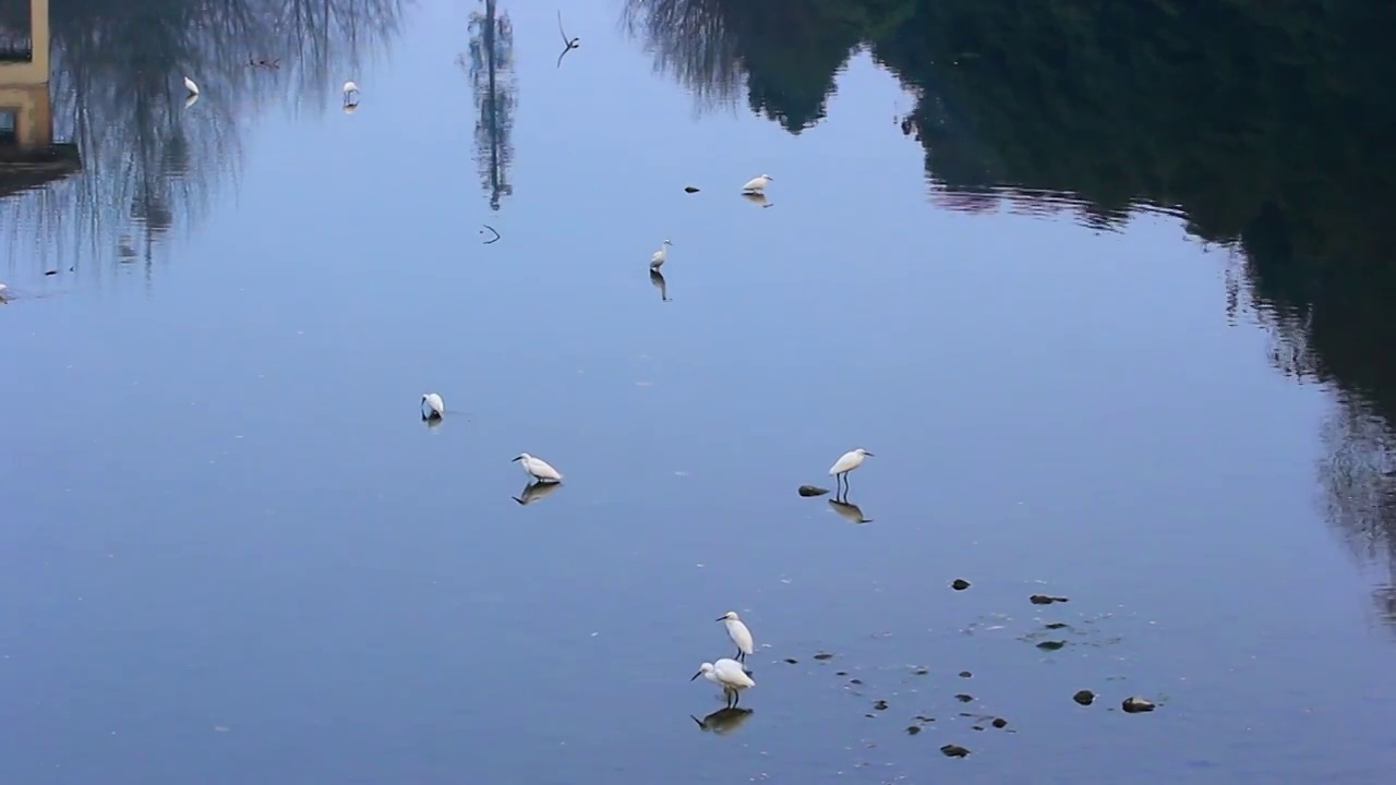 四川省成都市温江区江安河湿地傍晚捕食的白鹭视频素材