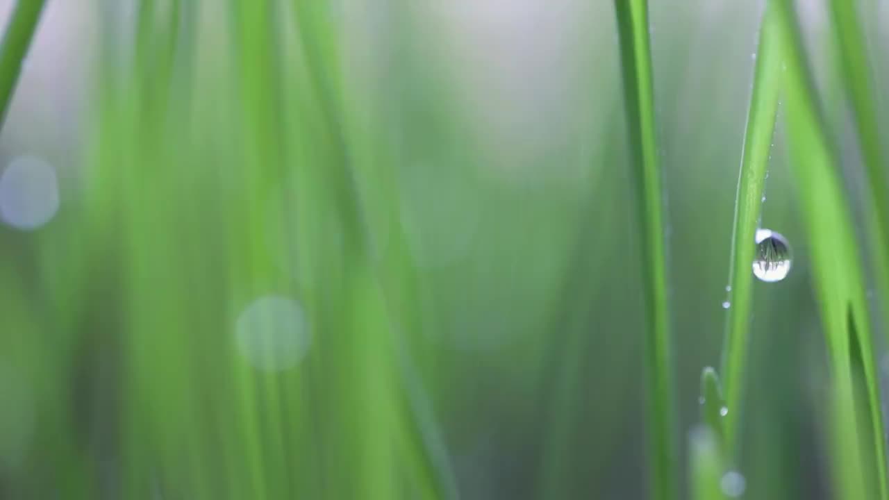 雨水节气青草雨滴视频素材