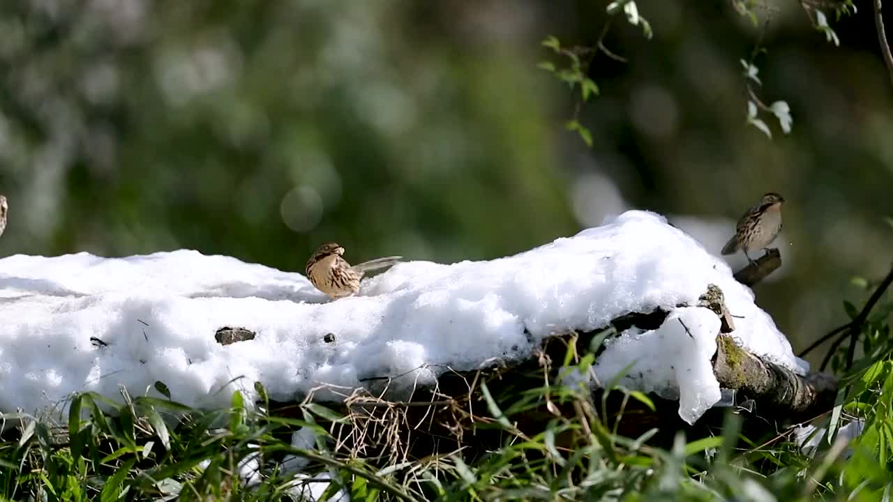 重庆山王坪：野生动物雪中觅食视频素材