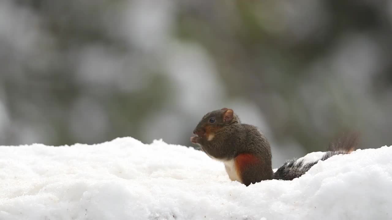 重庆山王坪：野生动物雪中觅食视频下载