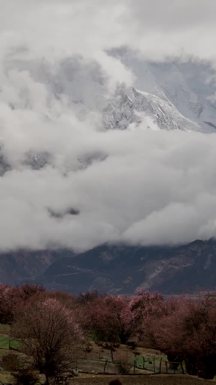 林芝桃花视频素材