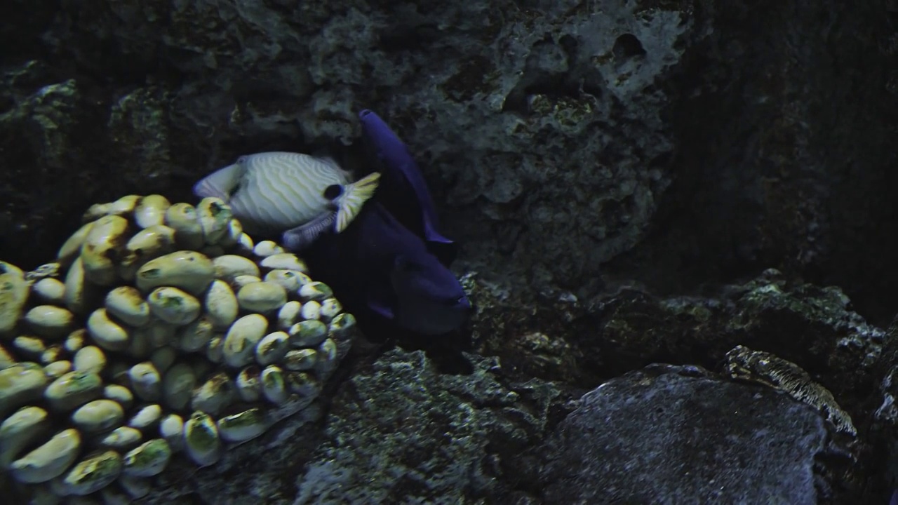 厦门海底世界,水族馆,鱼群视频素材