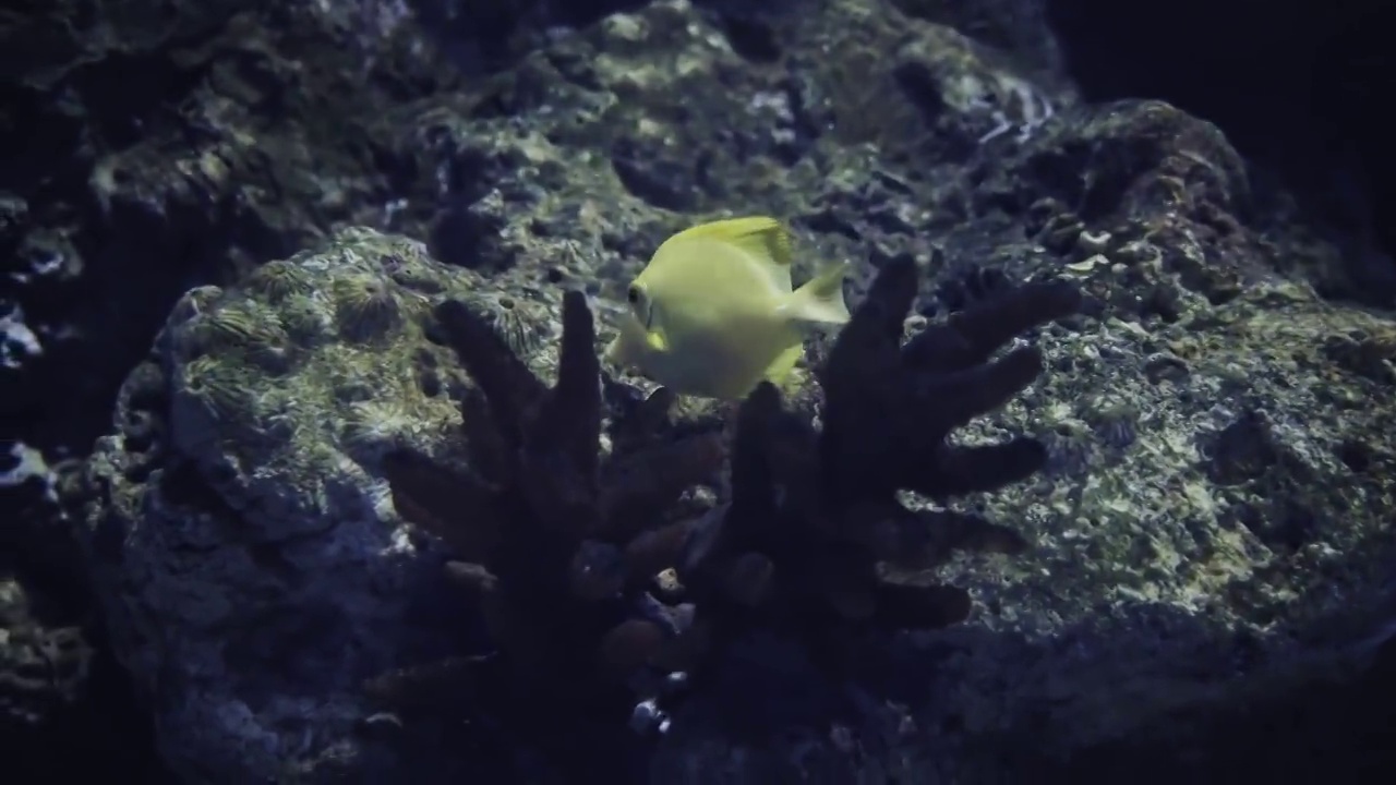 水族馆中的黄金吊视频素材