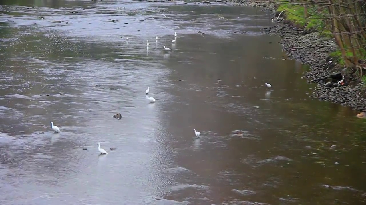 四川省成都市温江区江安河湿地春天傍晚捕食的白鹭视频素材