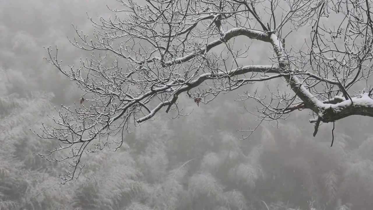 山林风雪视频素材