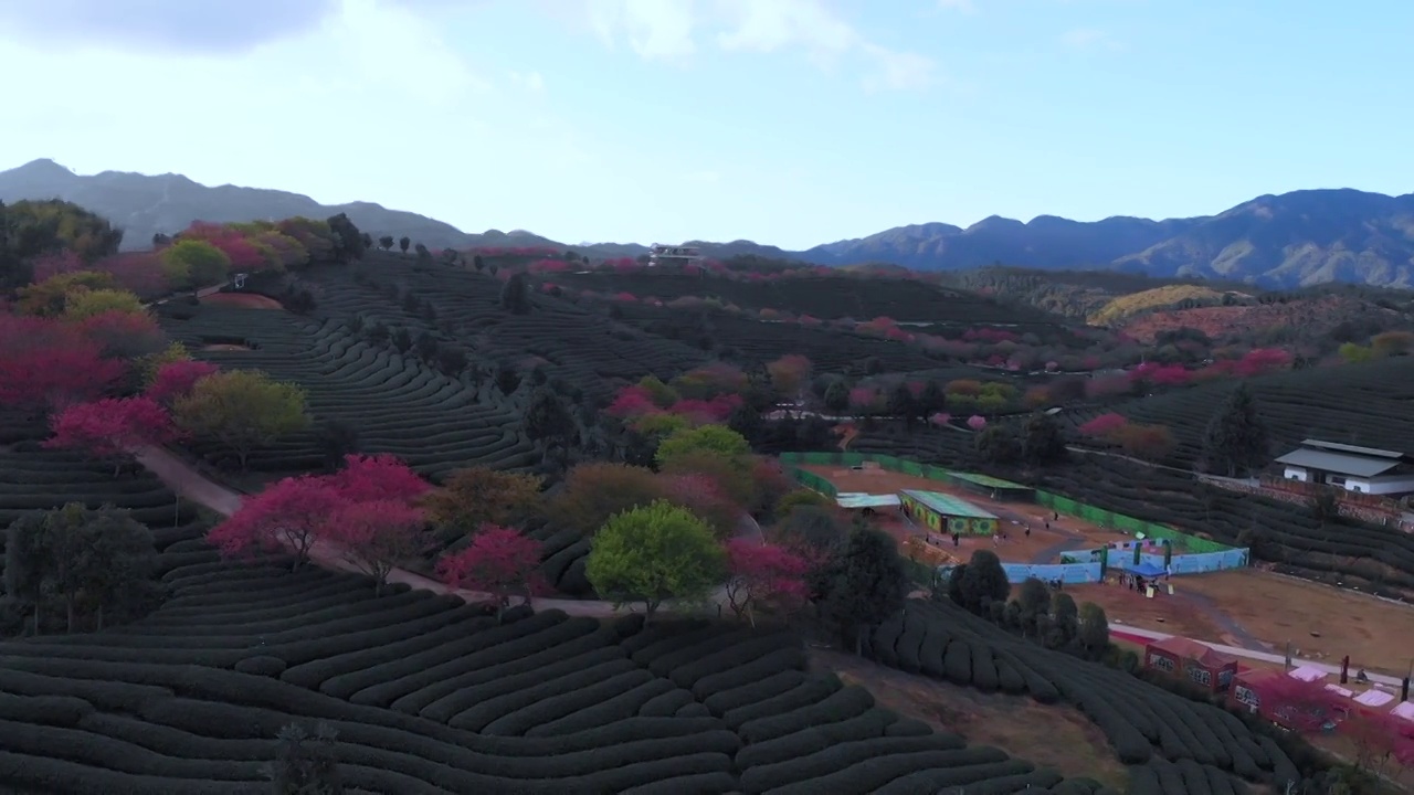 福建省,龙岩市,漳平市,永福樱花园,台品樱花园视频素材