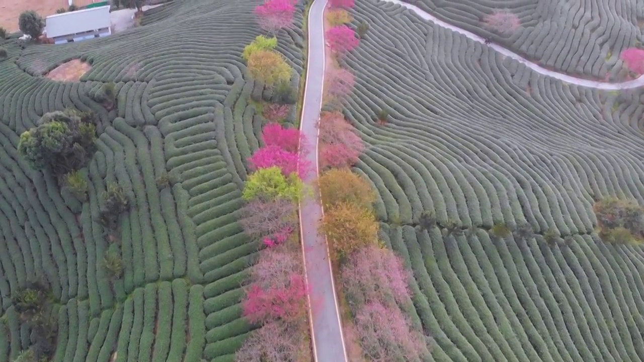 福建省,龙岩市,漳平市,永福樱花园,台品樱花园视频素材