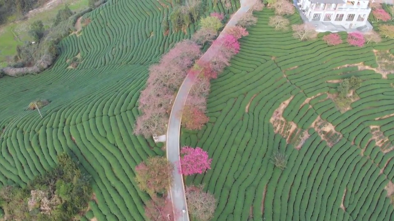 福建省,龙岩市,漳平市,永福樱花园,台品樱花园视频素材