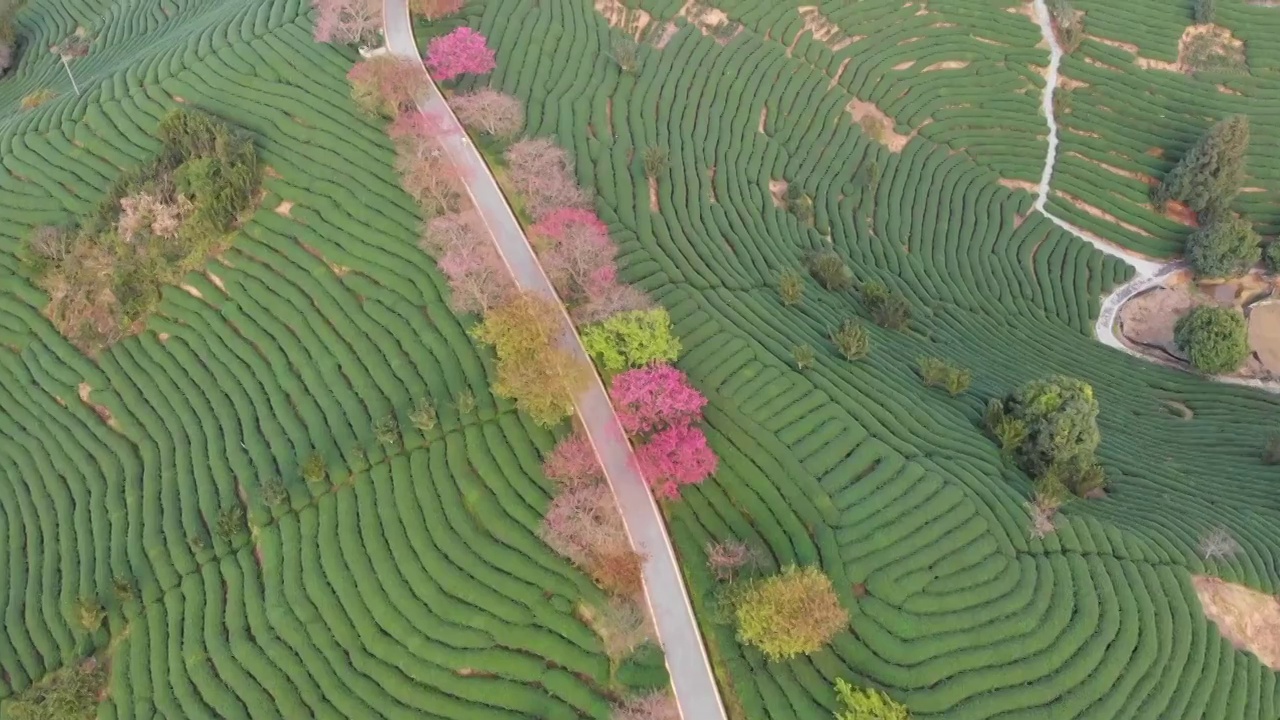 福建省,龙岩市,漳平市,永福樱花园,台品樱花园视频素材