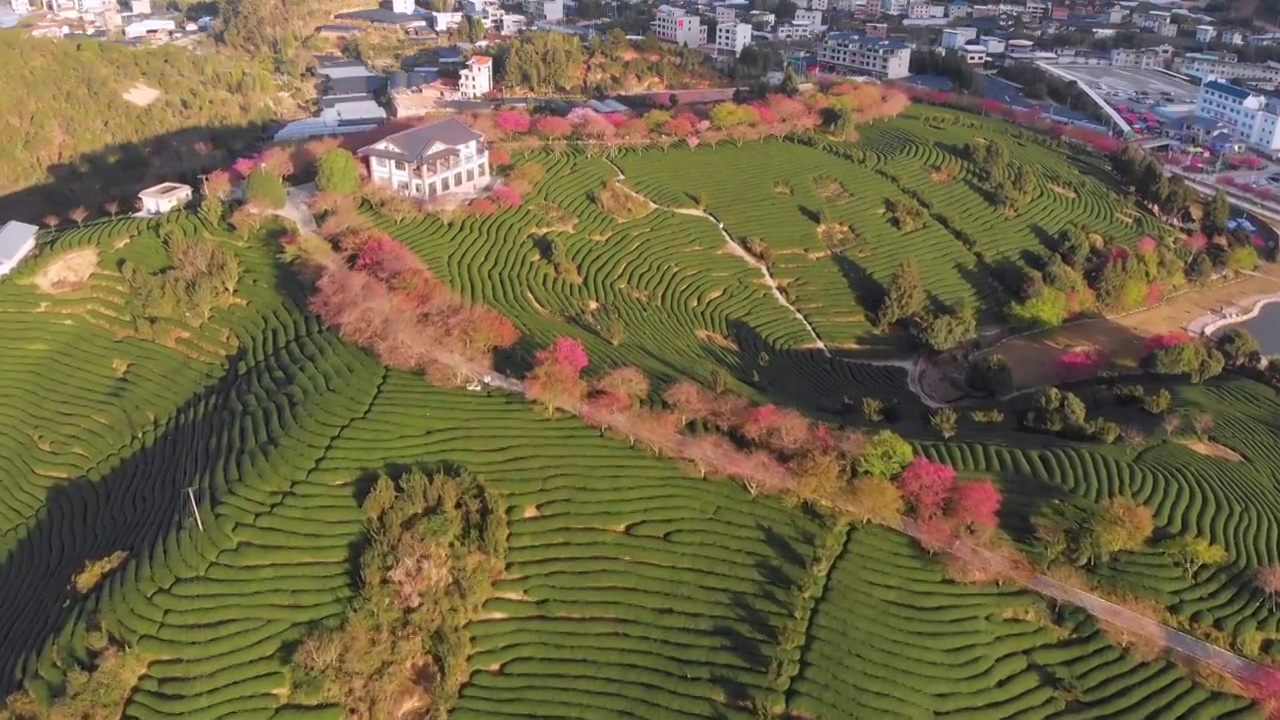 福建省,龙岩市,漳平市,永福樱花园,台品樱花园视频素材