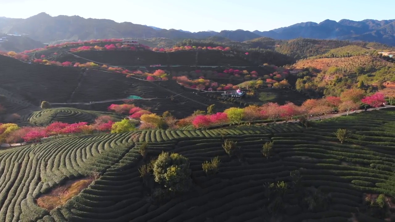 福建省,龙岩市,漳平市,永福樱花园,台品樱花园视频素材