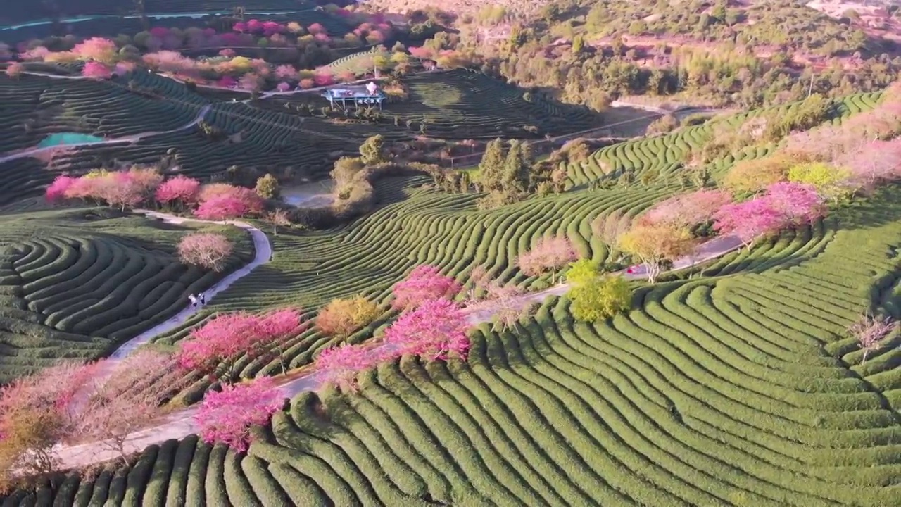 福建省,龙岩市,漳平市,永福樱花园,台品樱花园视频素材