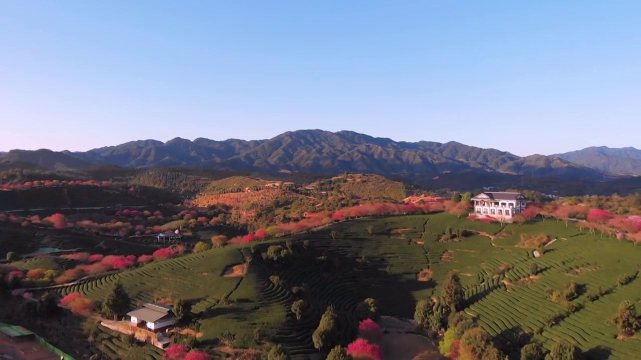 福建省,龙岩市,漳平市,永福樱花园,台品樱花园视频素材