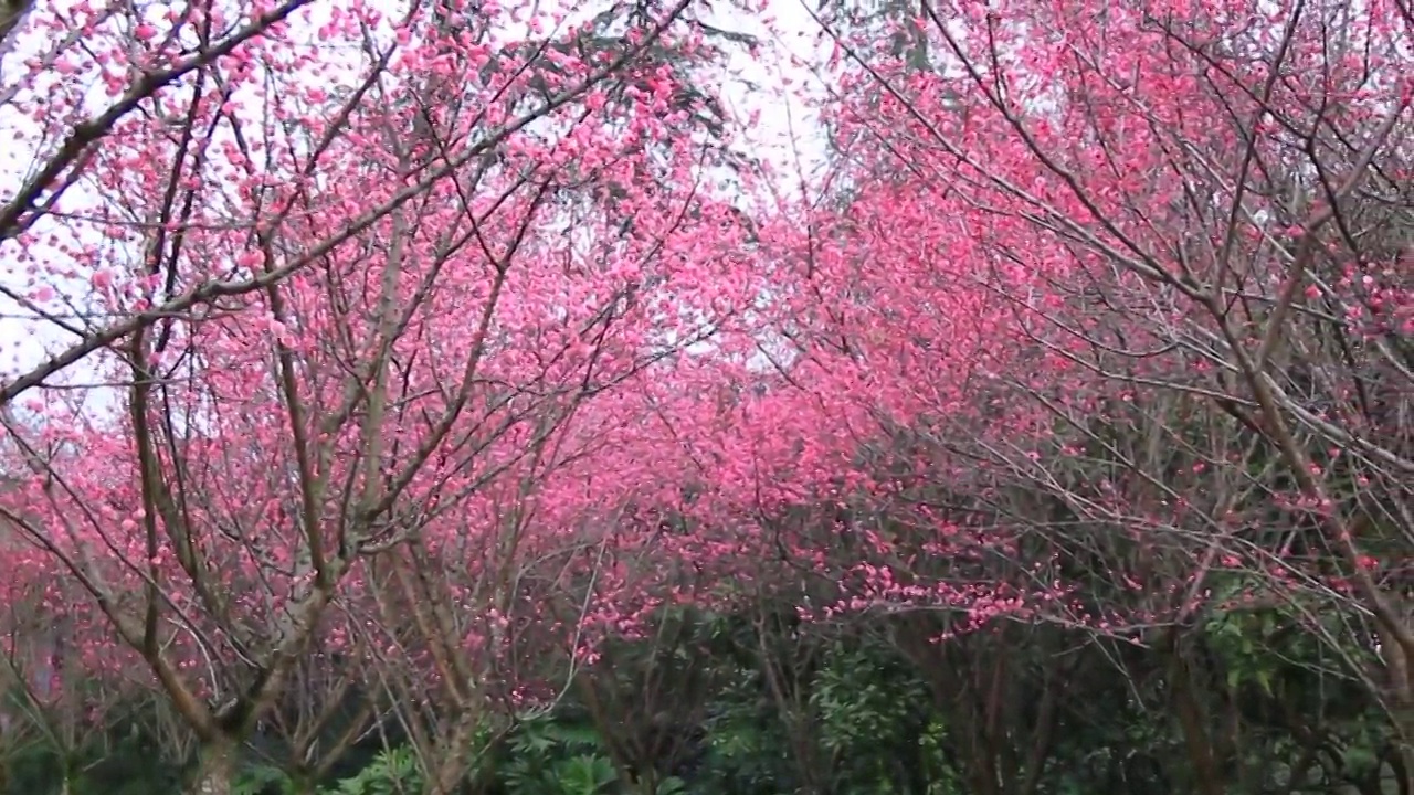 春天来了，梅花开了视频素材