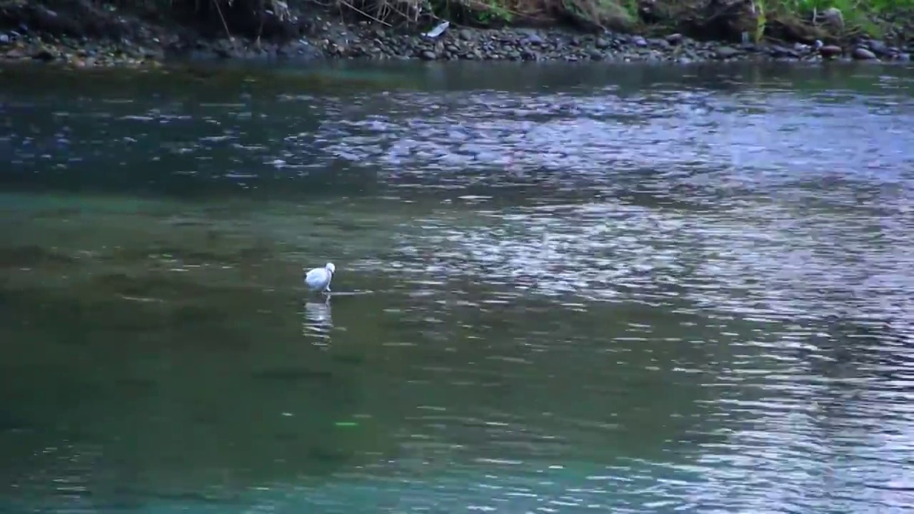 春天的白鹭在河水里捕食的场景视频素材