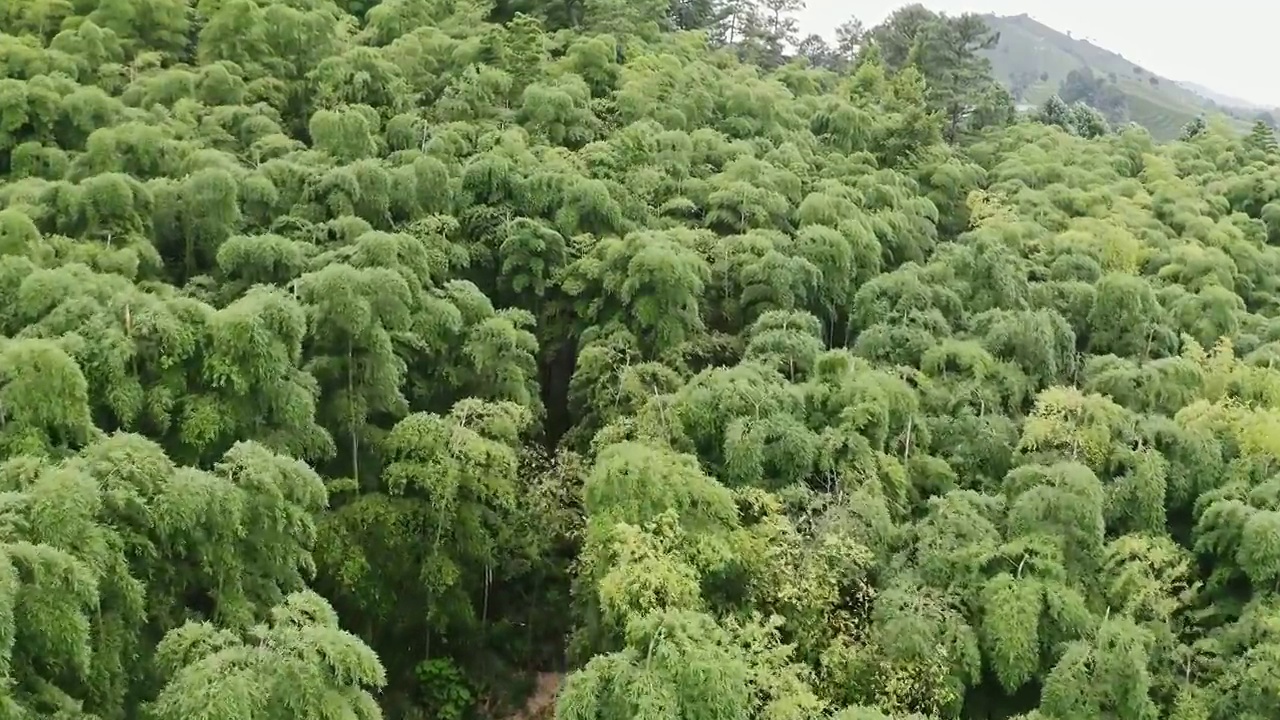 湖州安吉竹林风景视频素材