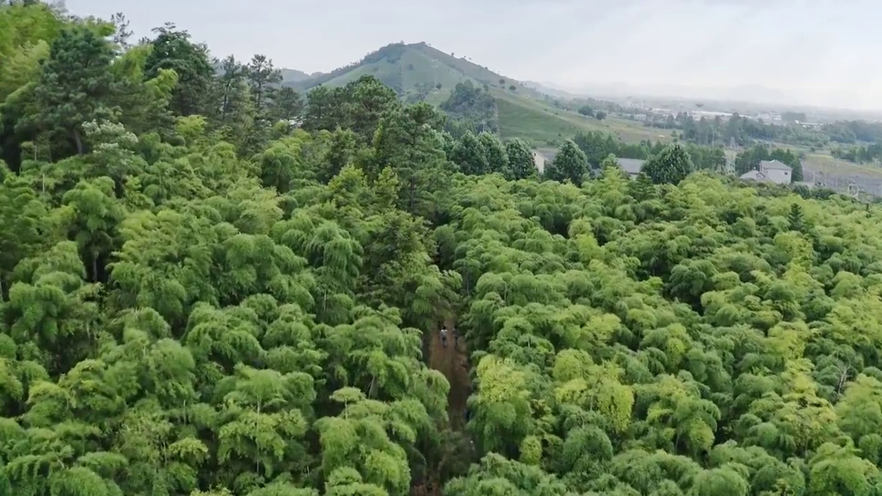 湖州安吉竹林风景视频素材