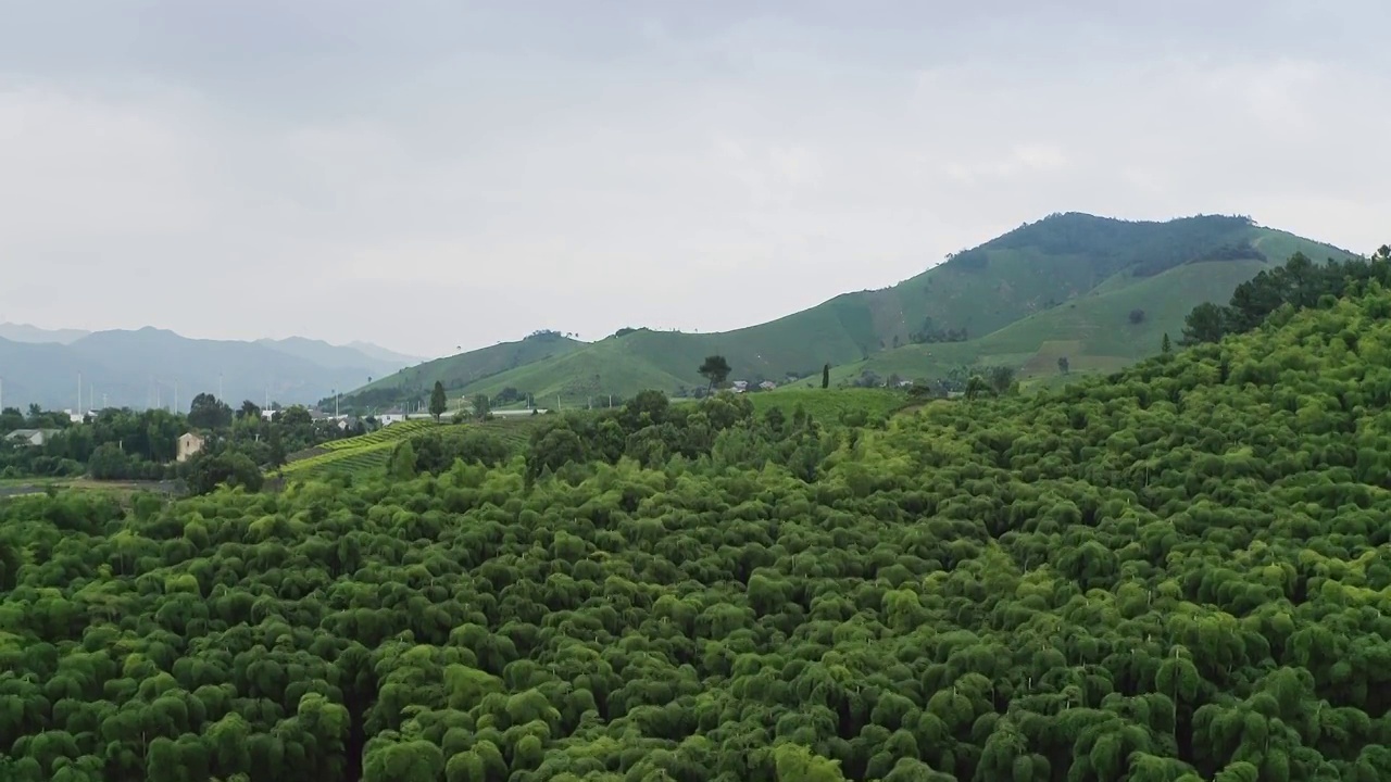 湖州安吉竹林风光视频素材