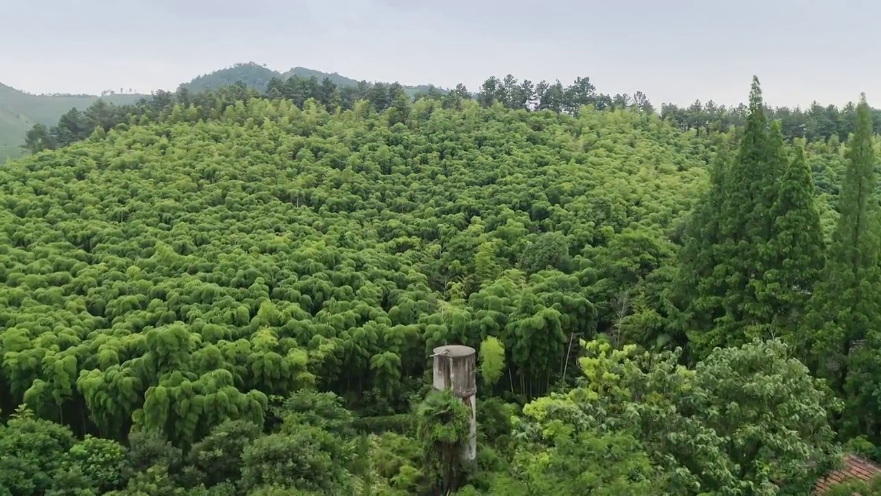 湖州安吉竹林风光视频素材