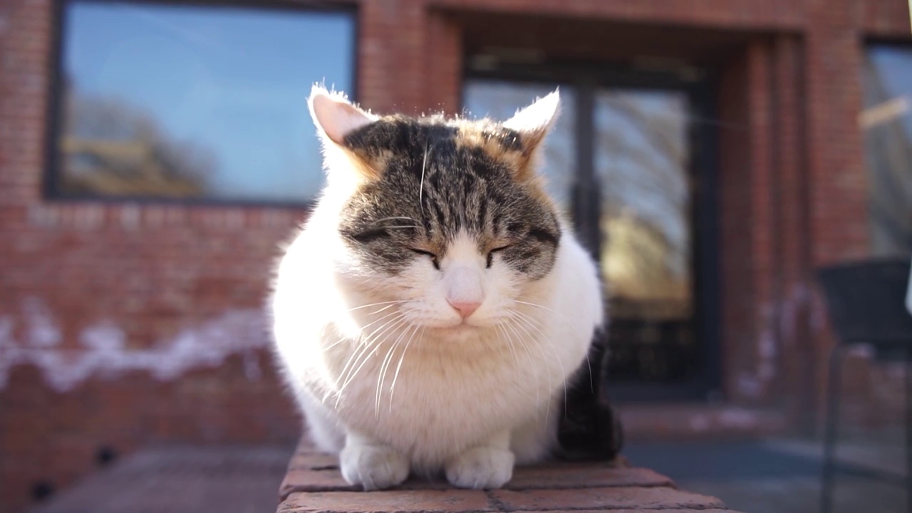 猫在阳台休息晒太阳视频素材