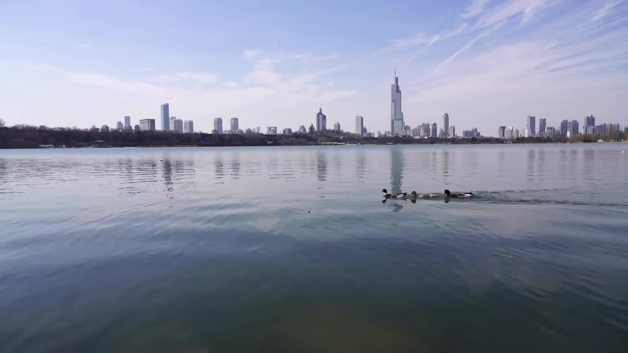 春天南京玄武湖公园，城市天际线，野鸭在湖上游泳视频素材