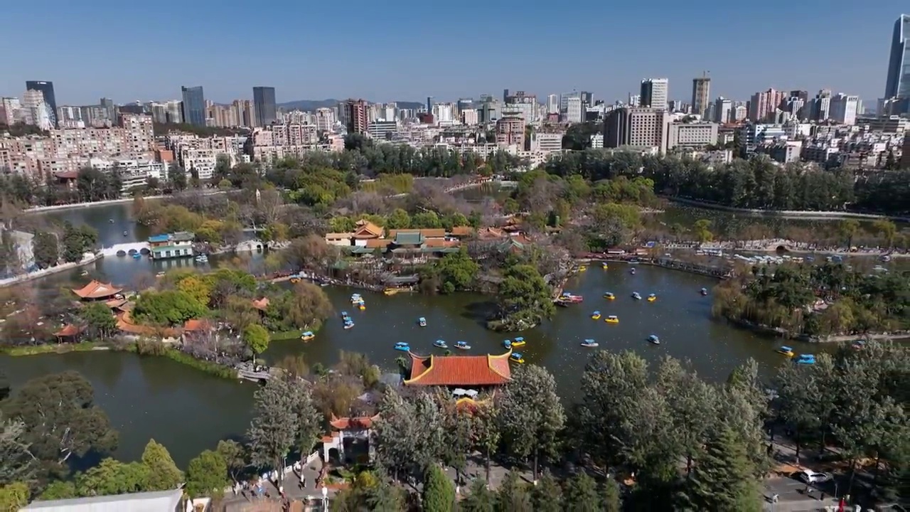 昆明翠湖公园 海鸥 红嘴鸥视频素材