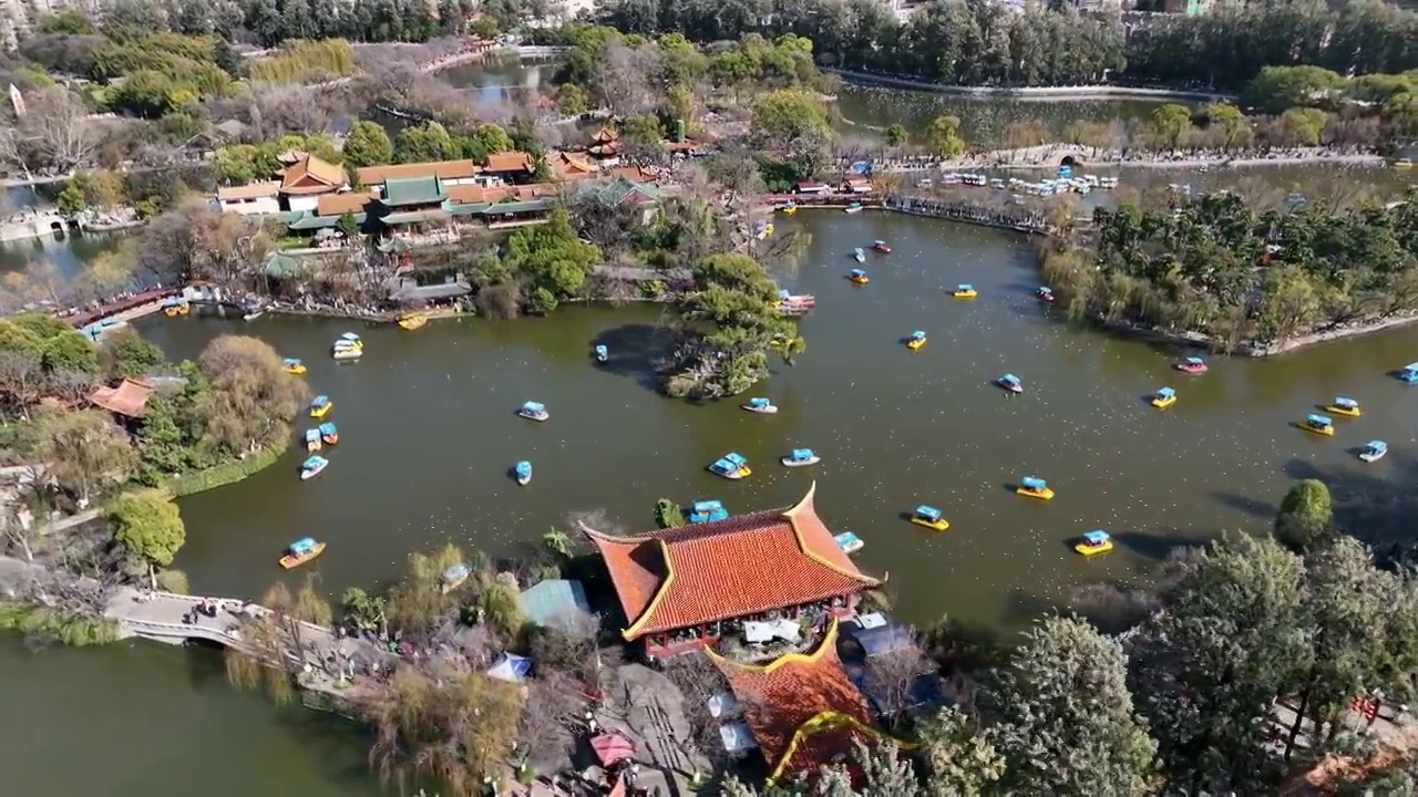 昆明翠湖公园 海鸥 红嘴鸥视频素材