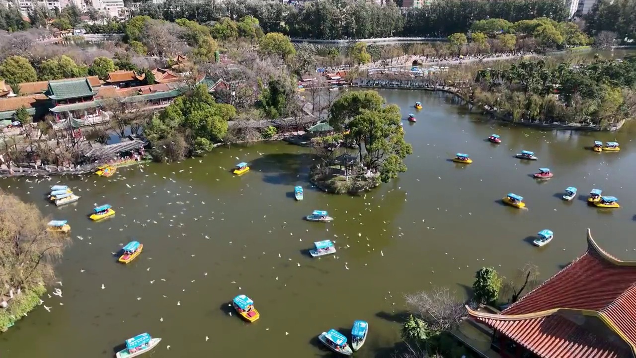 昆明翠湖公园 海鸥 红嘴鸥视频素材