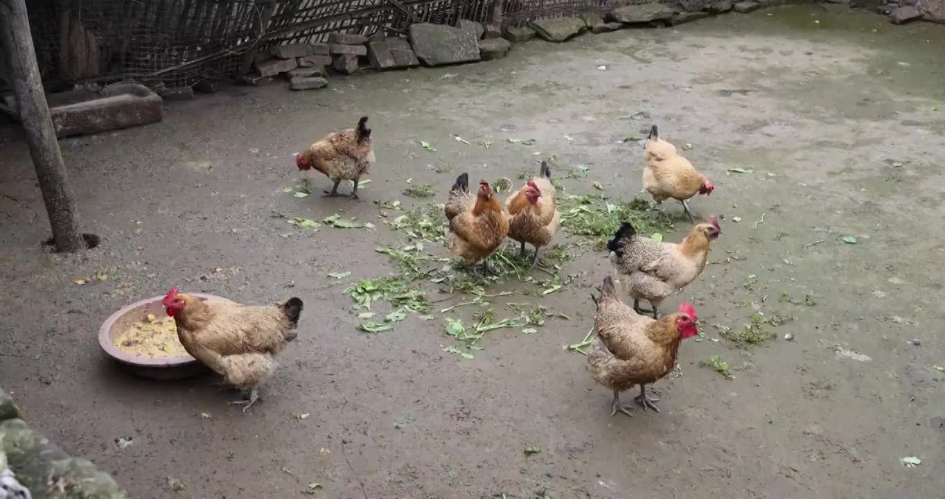 家禽动物：农村院子鸡圈里的鸡正在觅食视频素材