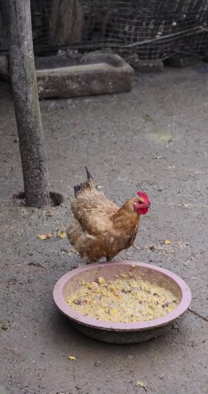 家禽动物：农村院子鸡圈里的鸡正在觅食视频素材