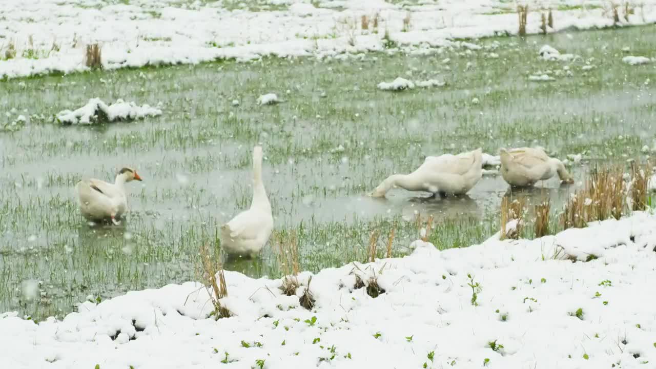 春雪中稻田里觅食的鹅视频下载