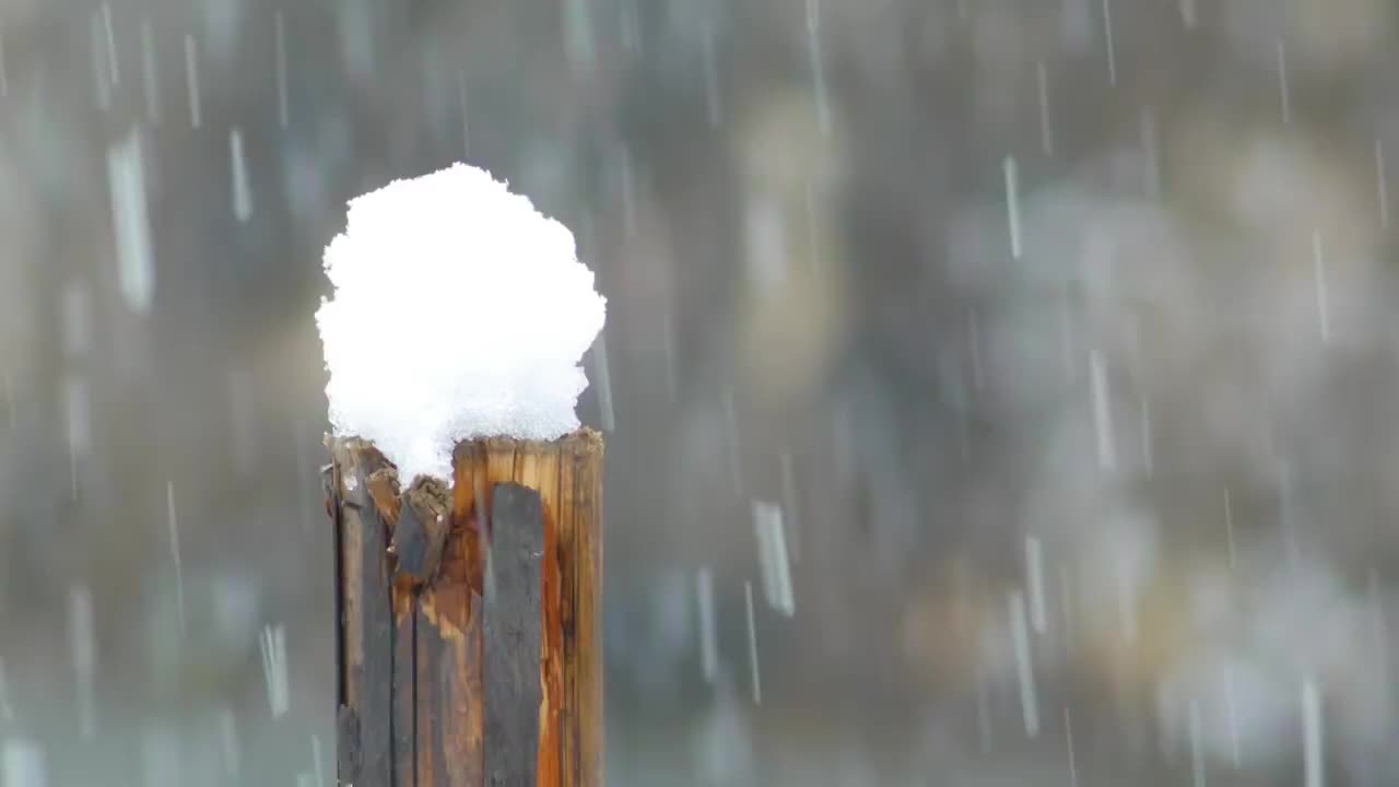 春天下雪中枯木上的小堆积雪视频素材