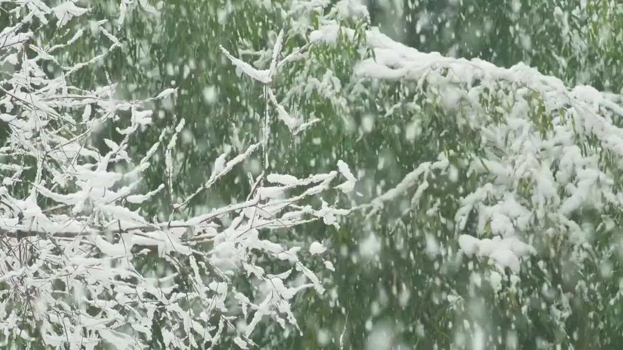 春雪覆盖的树枝视频素材