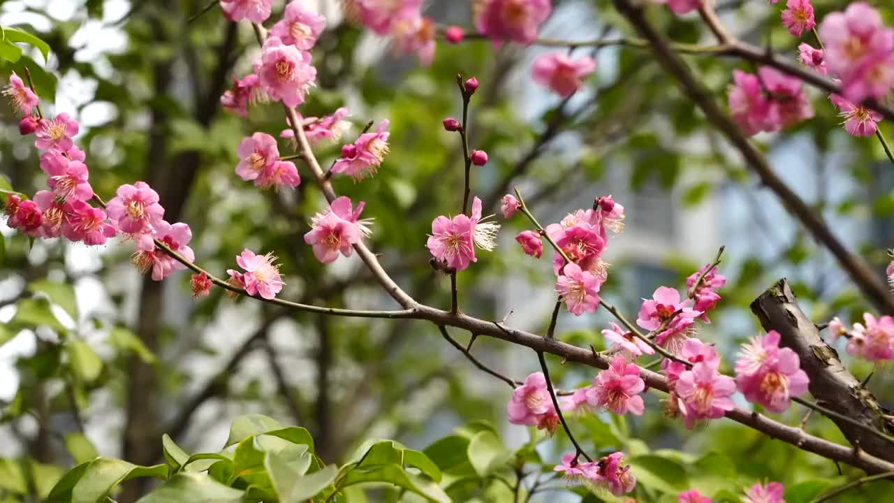 春天梅花开放，蜜蜂采蜜授粉视频素材