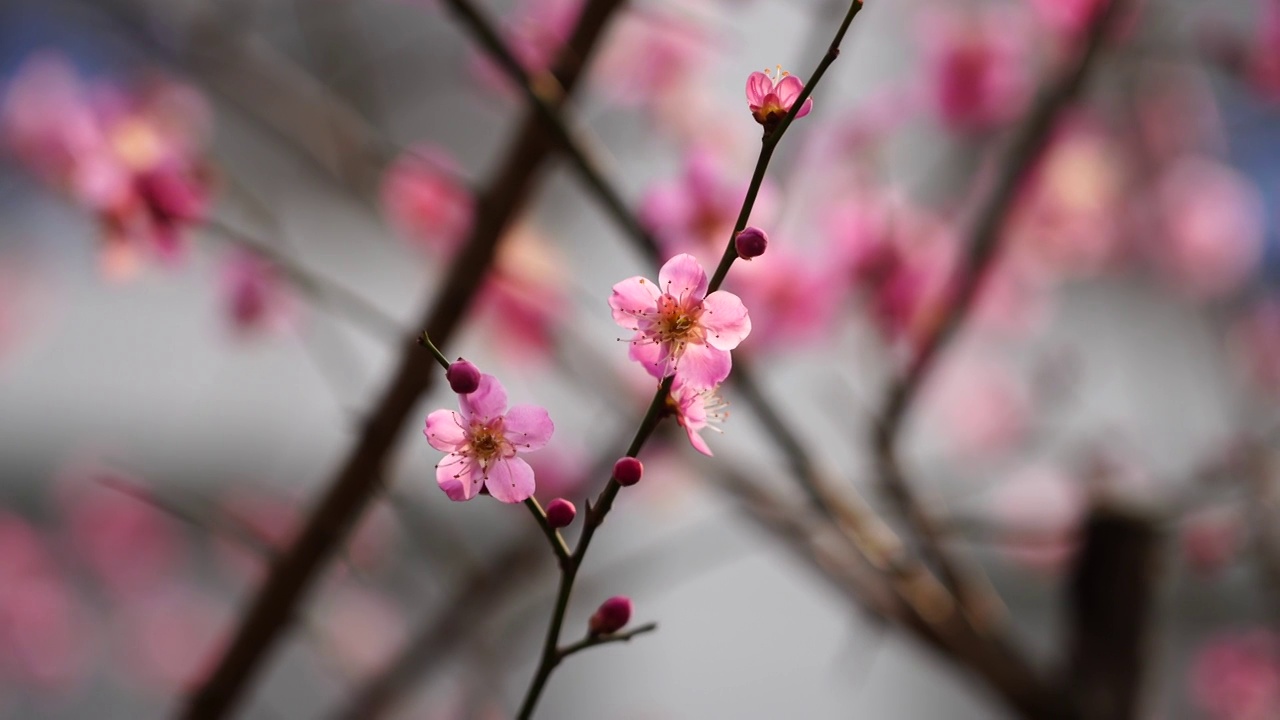 春天阳光下的粉色梅花视频素材