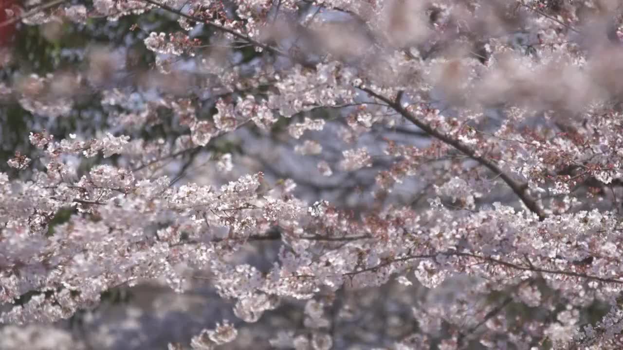 满山花儿开视频素材