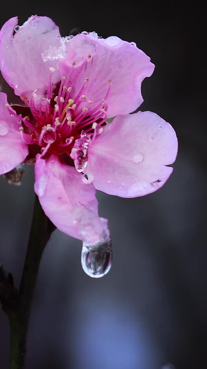 桃花上的水珠，雨后花瓣上的露珠视频素材