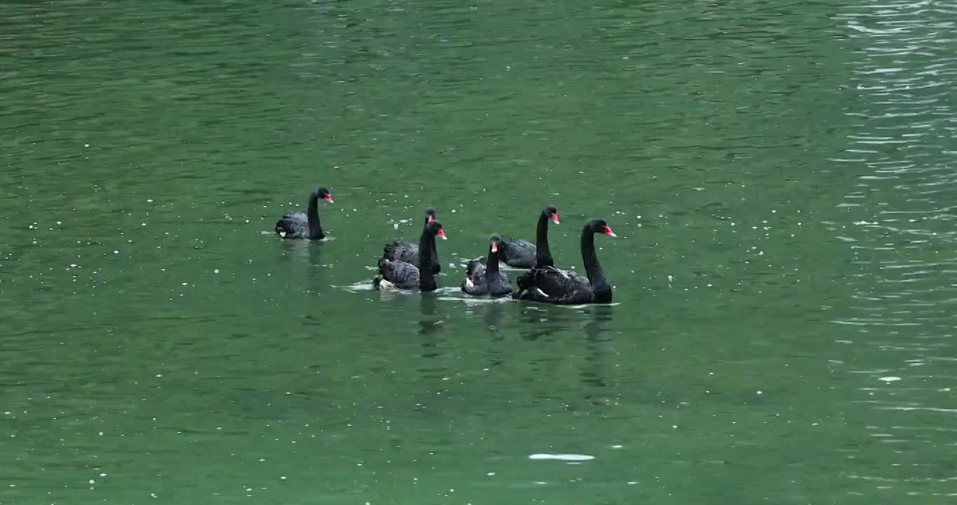 黑天鹅在湖水中游荡，悠闲自在视频素材