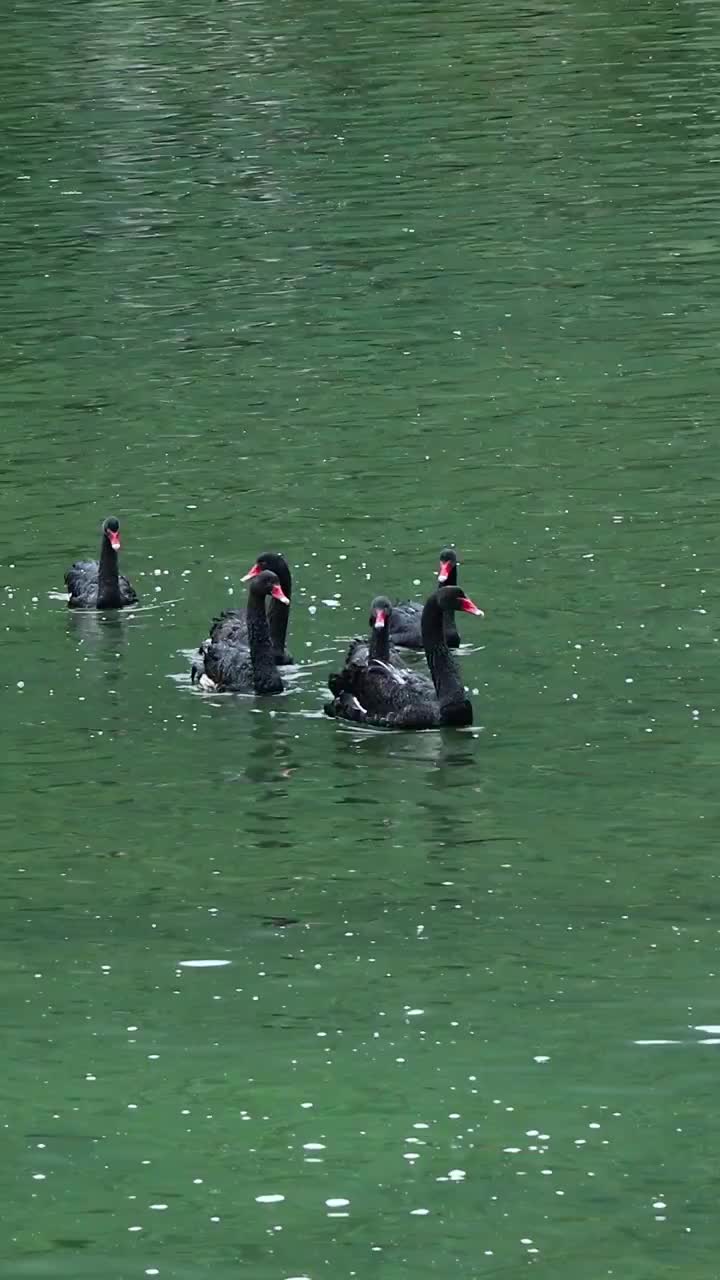 黑天鹅在湖水中游荡，悠闲自在视频素材