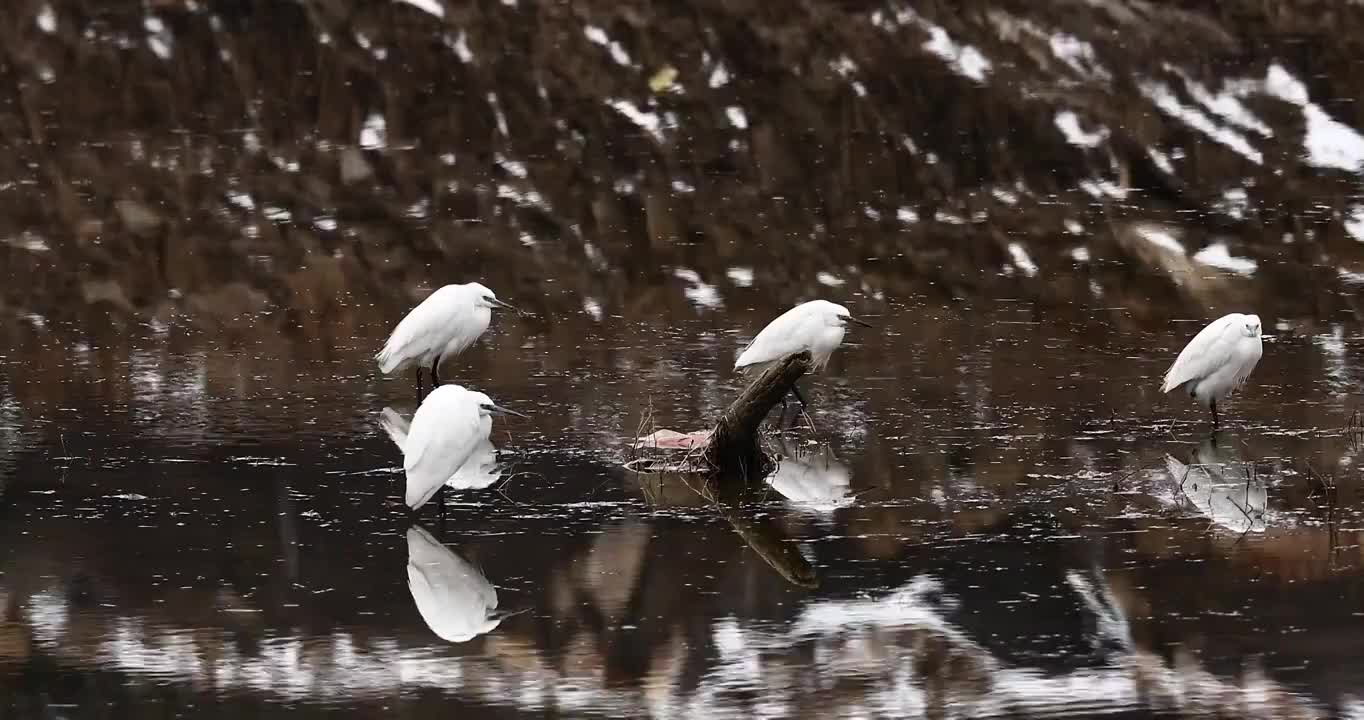 湖中的鸟，水鸟在湖水中栖息视频素材