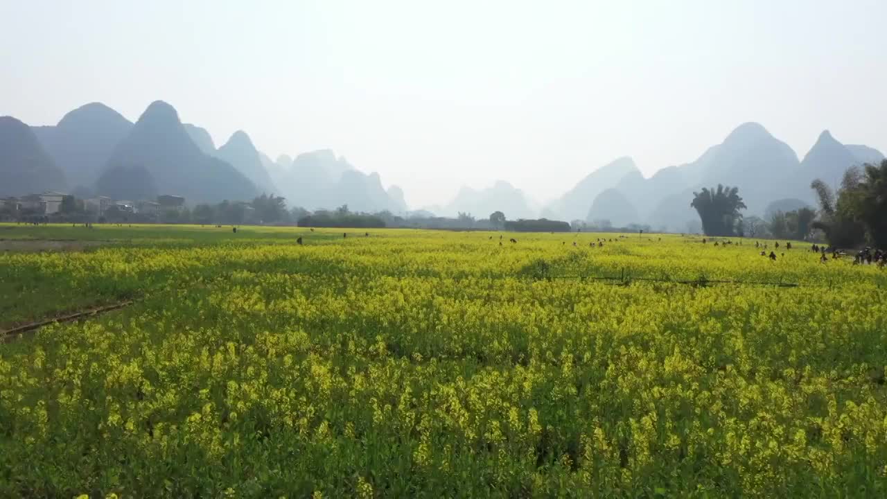 春天阳光下桂林阳朔遇龙河畔盛开的油菜花视频素材