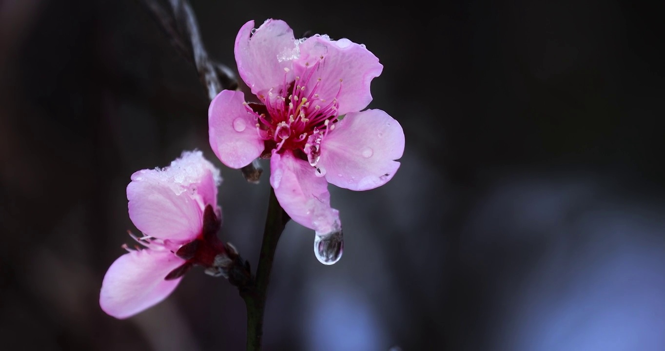 桃花上的露珠，雨后花瓣上的水珠视频素材