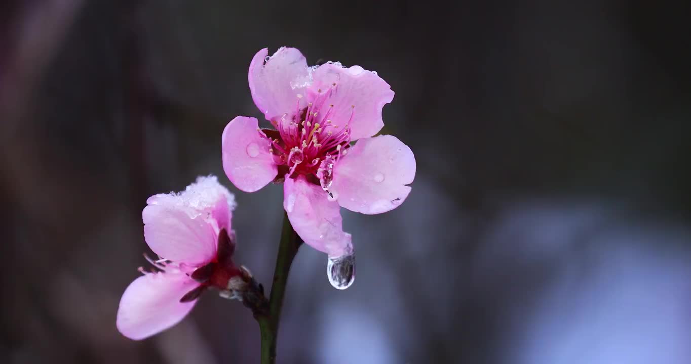 桃花上露珠滴落的瞬间，花瓣上的水珠视频素材